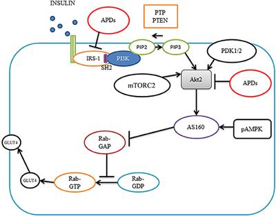 Molecular Mechanisms of Antipsychotic Drug-Induced Diabetes